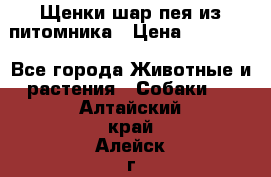 Щенки шар-пея из питомника › Цена ­ 15 000 - Все города Животные и растения » Собаки   . Алтайский край,Алейск г.